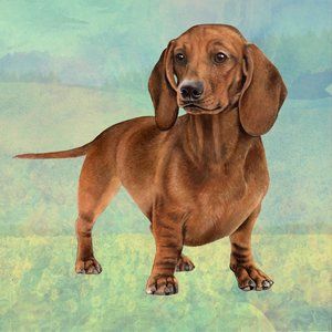 Red Dachshund standing stone coasters